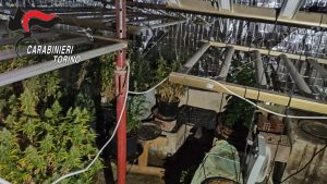Maxiblitz antidroga nel Torinese: 7 arresti in 24 ore, sequestrati 3 kg di cocaina e 1.600 piante di marijuana