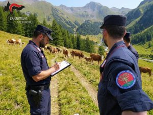 Pascoli d’alta quota e fondi europei: scattano i tagli e le sanzioni per oltre 100 mila euro in Alta Valle Susa
